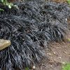Grass Mondo Black - Image 2